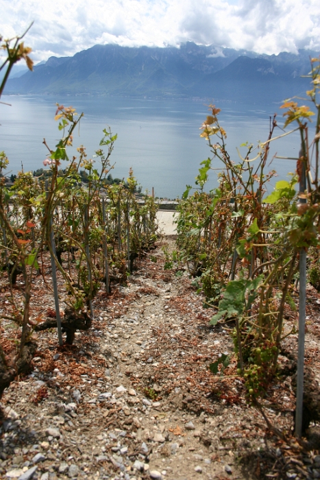 Vignes grelees Lavaux - 086